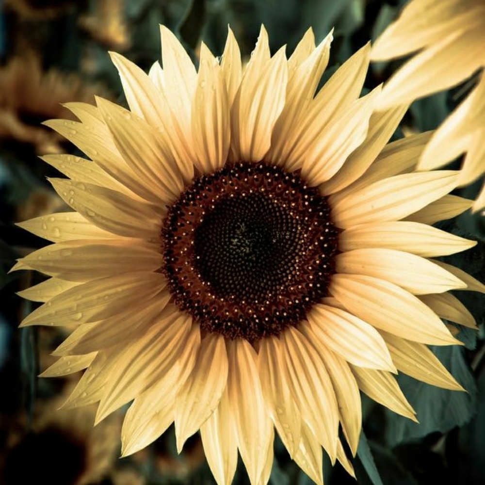 Meet your Posher, Autumn
